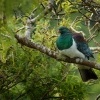 Holub maorsky - Hemiphaga novaeseelandiae - New Zealand pigeon - kereru 1873